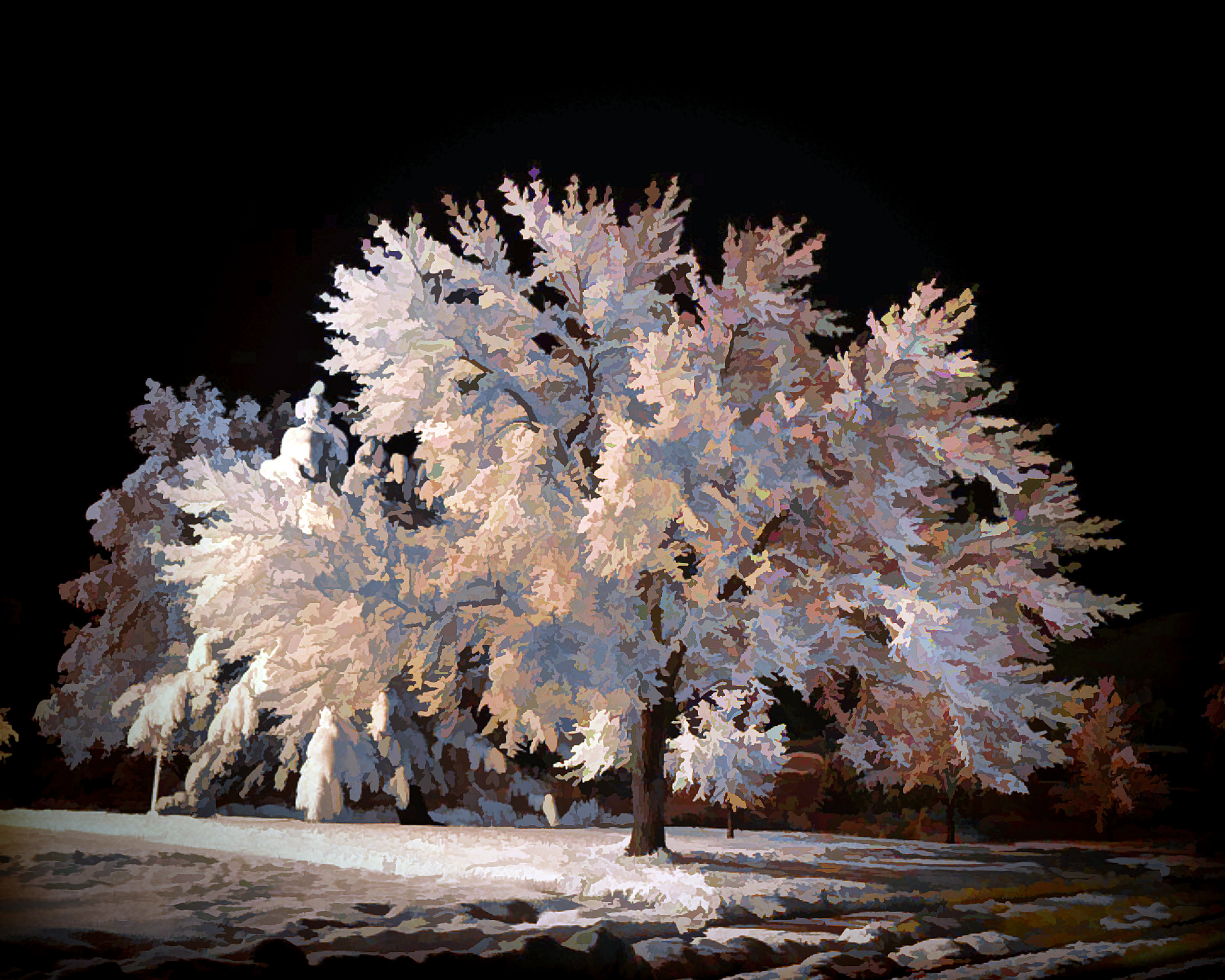 Snow Covered Tree 41